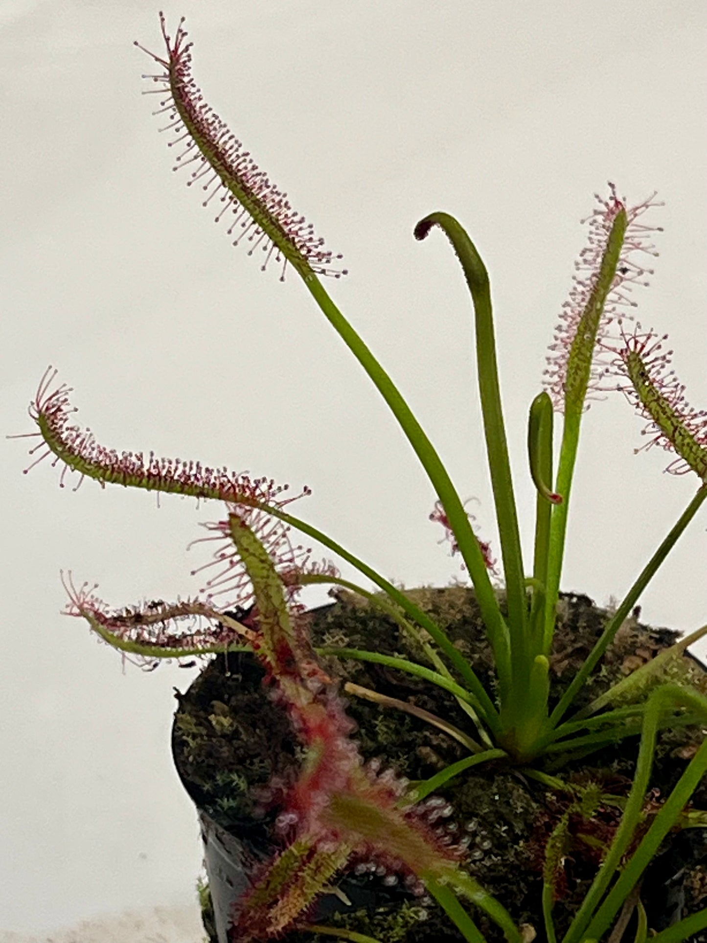 Drosera capensis ‘Bay Area Typical’