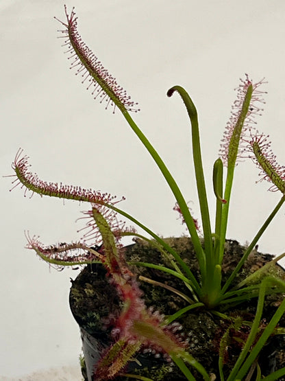 Drosera capensis ‘Bay Area Typical’
