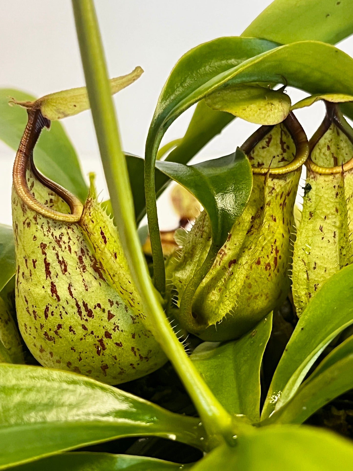 rafflesiana 'JB' x bicalcarata 'Red'