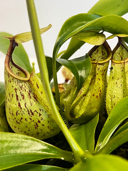 rafflesiana 'JB' x bicalcarata 'Red'