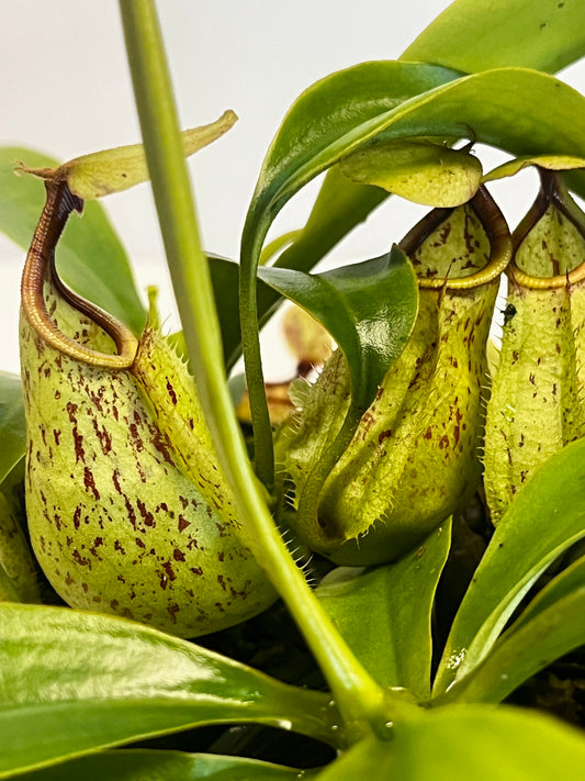 rafflesiana 'JB' x bicalcarata 'Red'