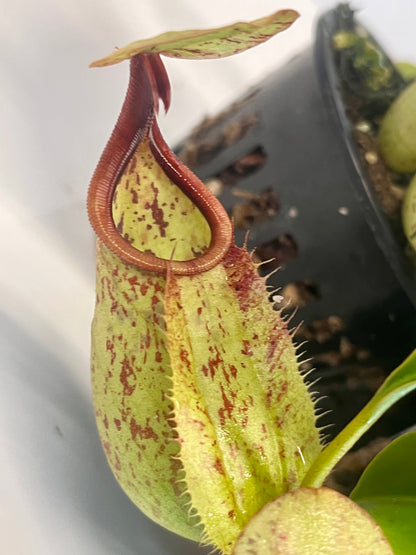 rafflesiana 'JB' x bicalcarata 'Red'