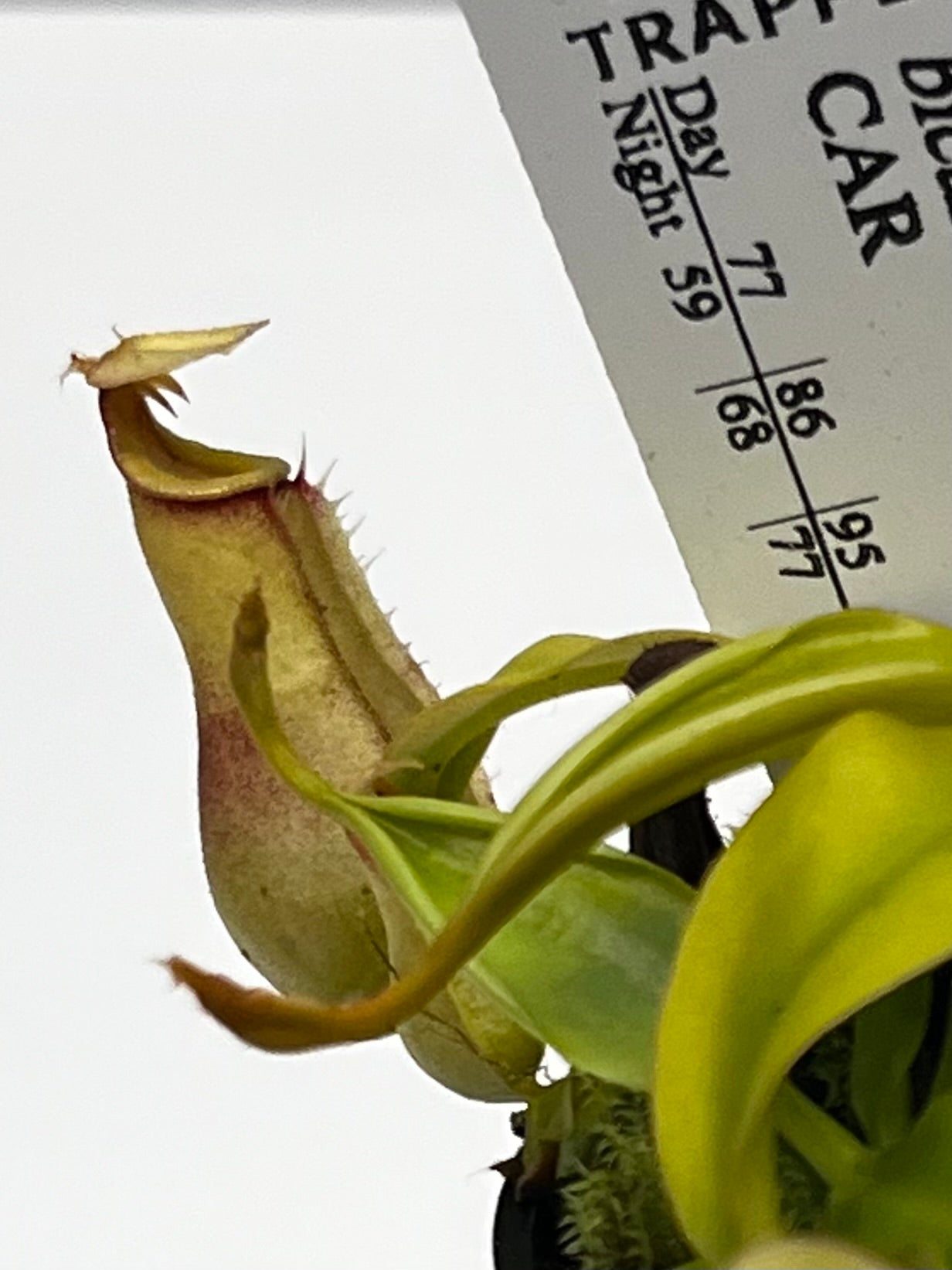 Nepenthes bicalcarata x ampullaria