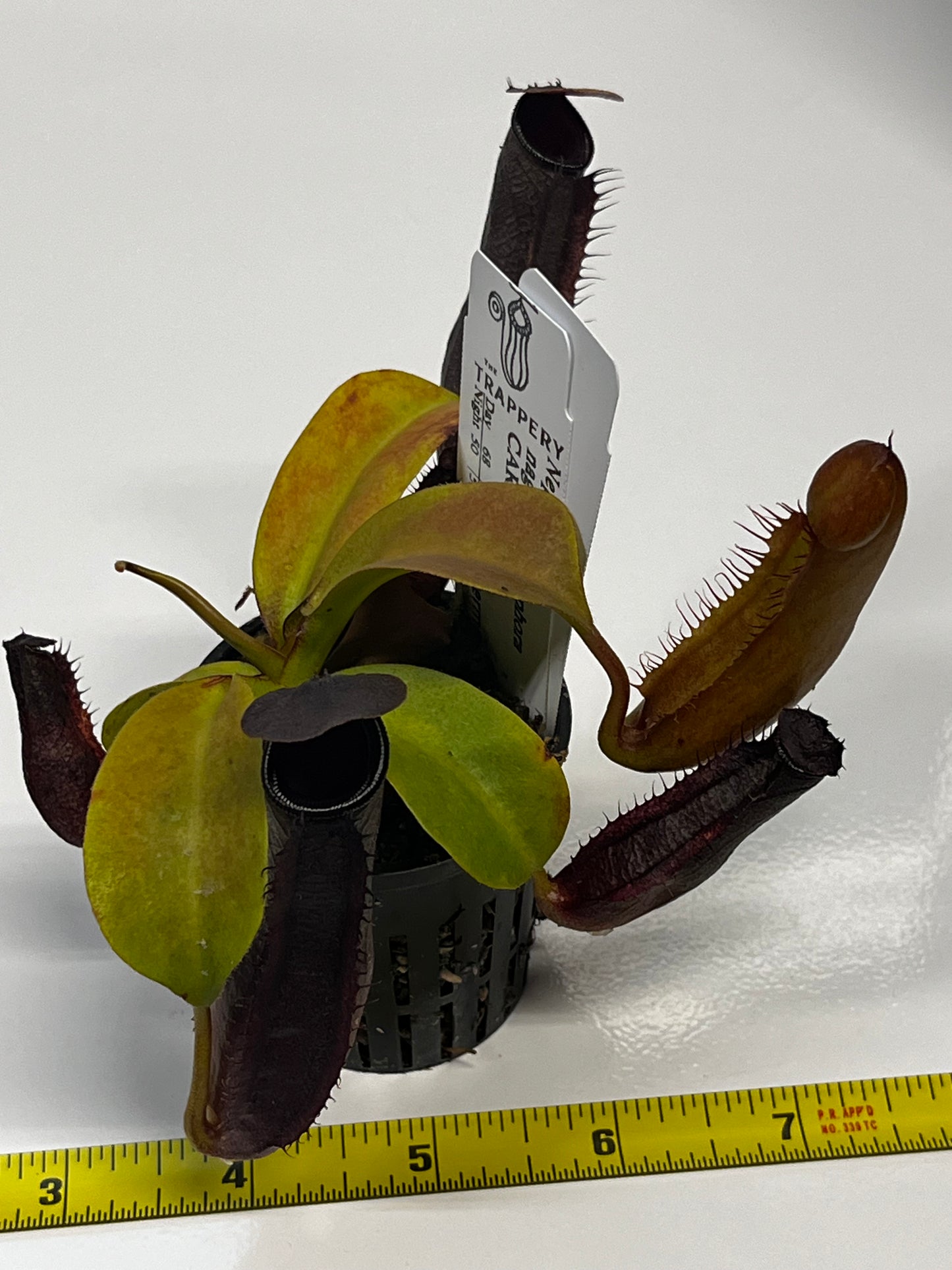 Nepenthes naga x gymnaphora