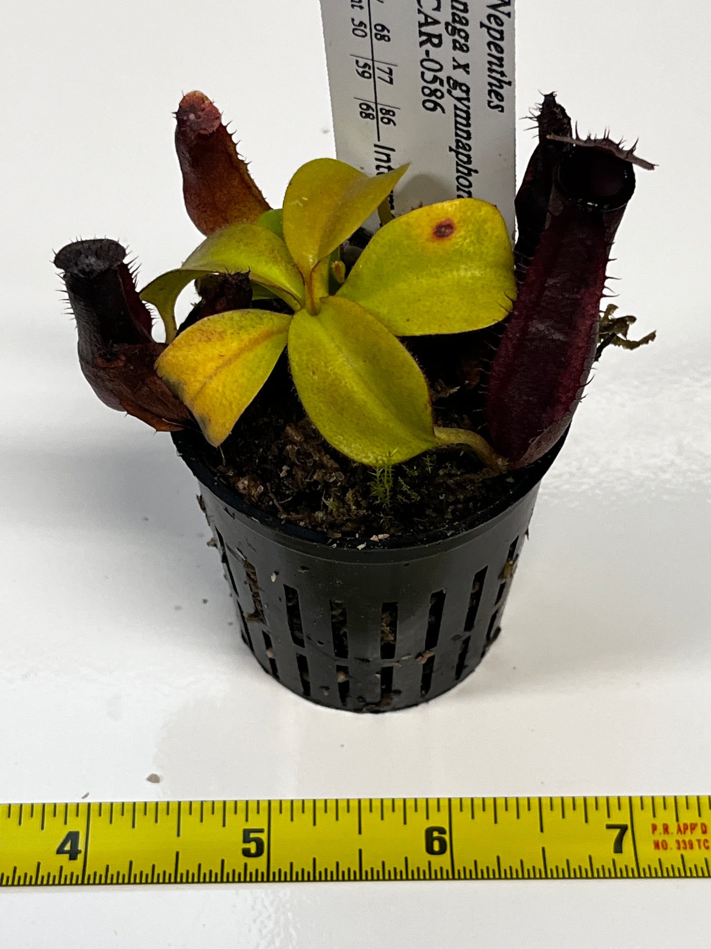 Nepenthes naga x gymnaphora