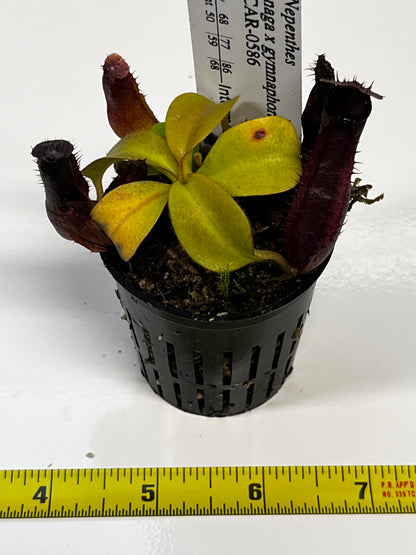 Nepenthes naga x gymnaphora