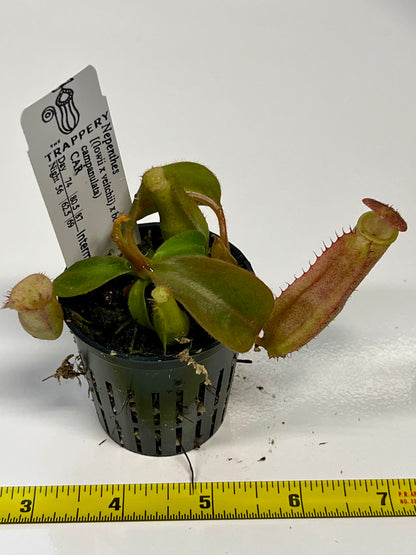 Nepenthes [(lowii x veitchii) x boschiana)] x (lowii x campanulata)