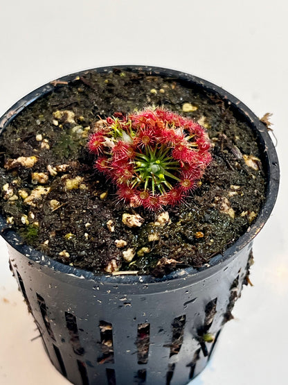 Drosera x carbarup