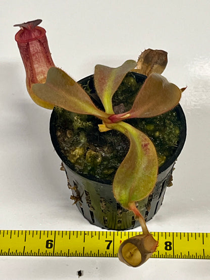 Nepenthes veitchii  'marud x candy' x (peltata x tenuis)