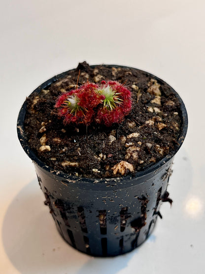 Drosera x carbarup