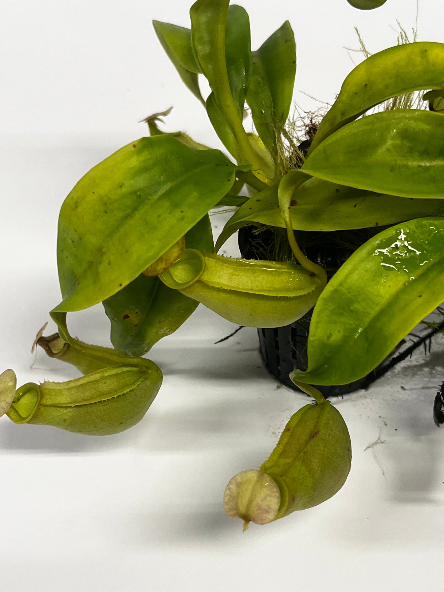 bicalcarata 'Green'