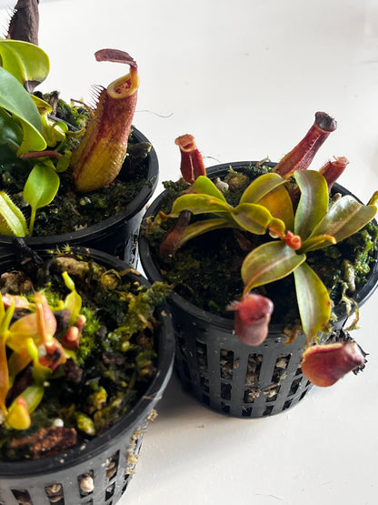 maxima 'Geoff Wong' xx Trusmadiensis