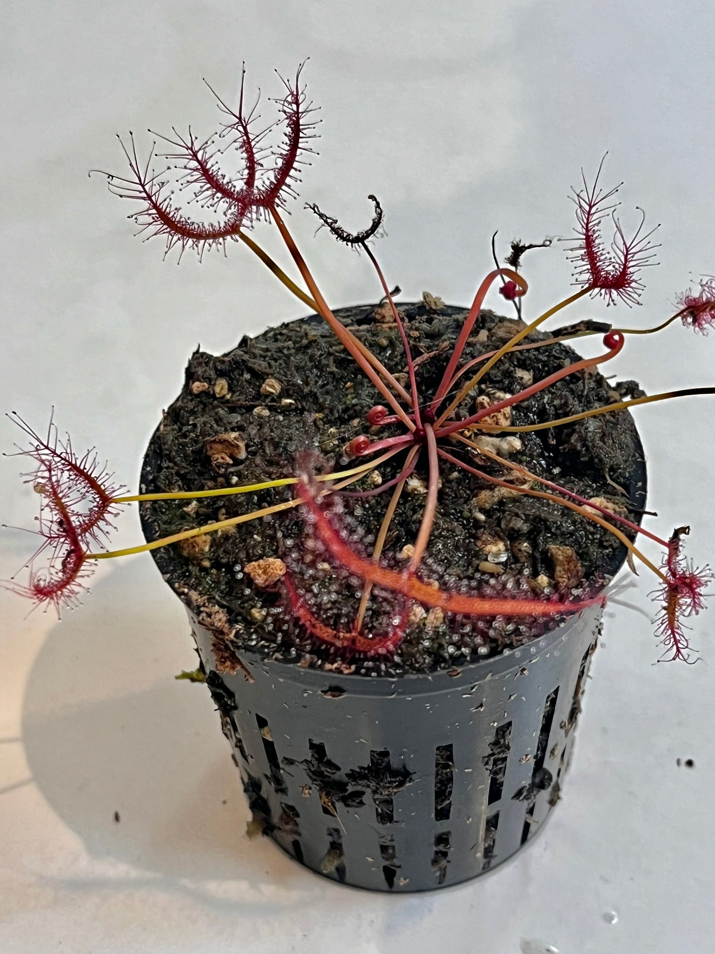 Drosera ‘Marston Dragon’