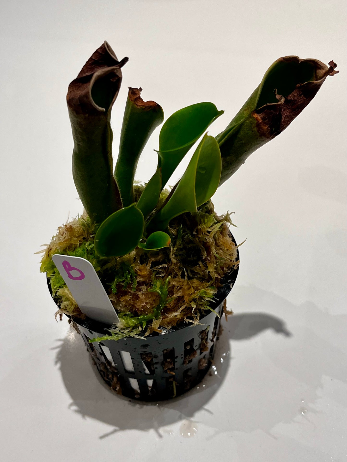 Heliamphora heterodoxa x nutans 'Wild Bill' clone