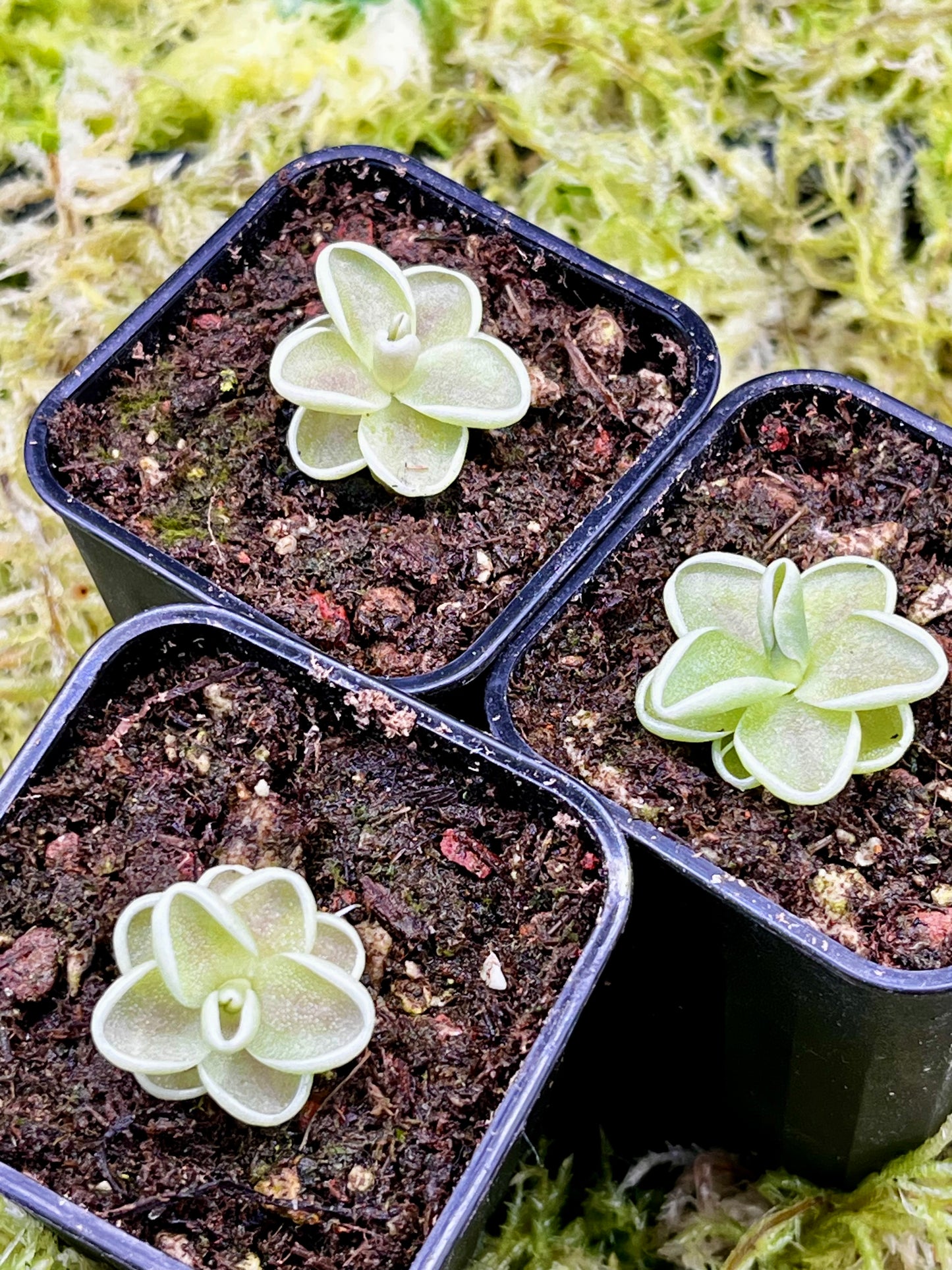 Pinguicula ‘Yucca Do 1713’