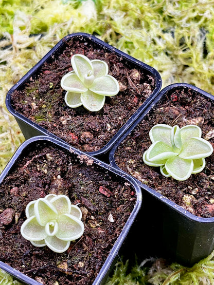 Pinguicula ‘Yucca Do 1713’
