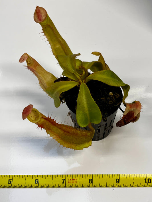 Nepenthes veitchii hybrid