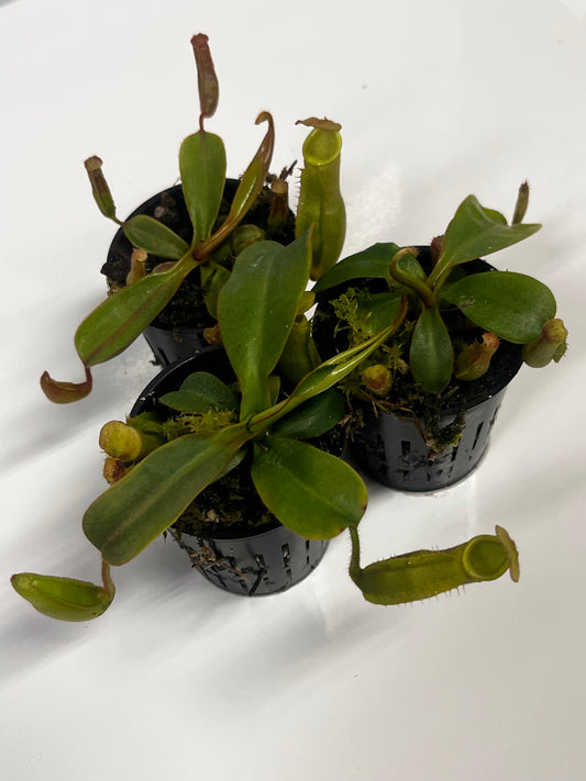 {('Song of Meloncholy'  x ('Rokko' x boschiana) x veitchii