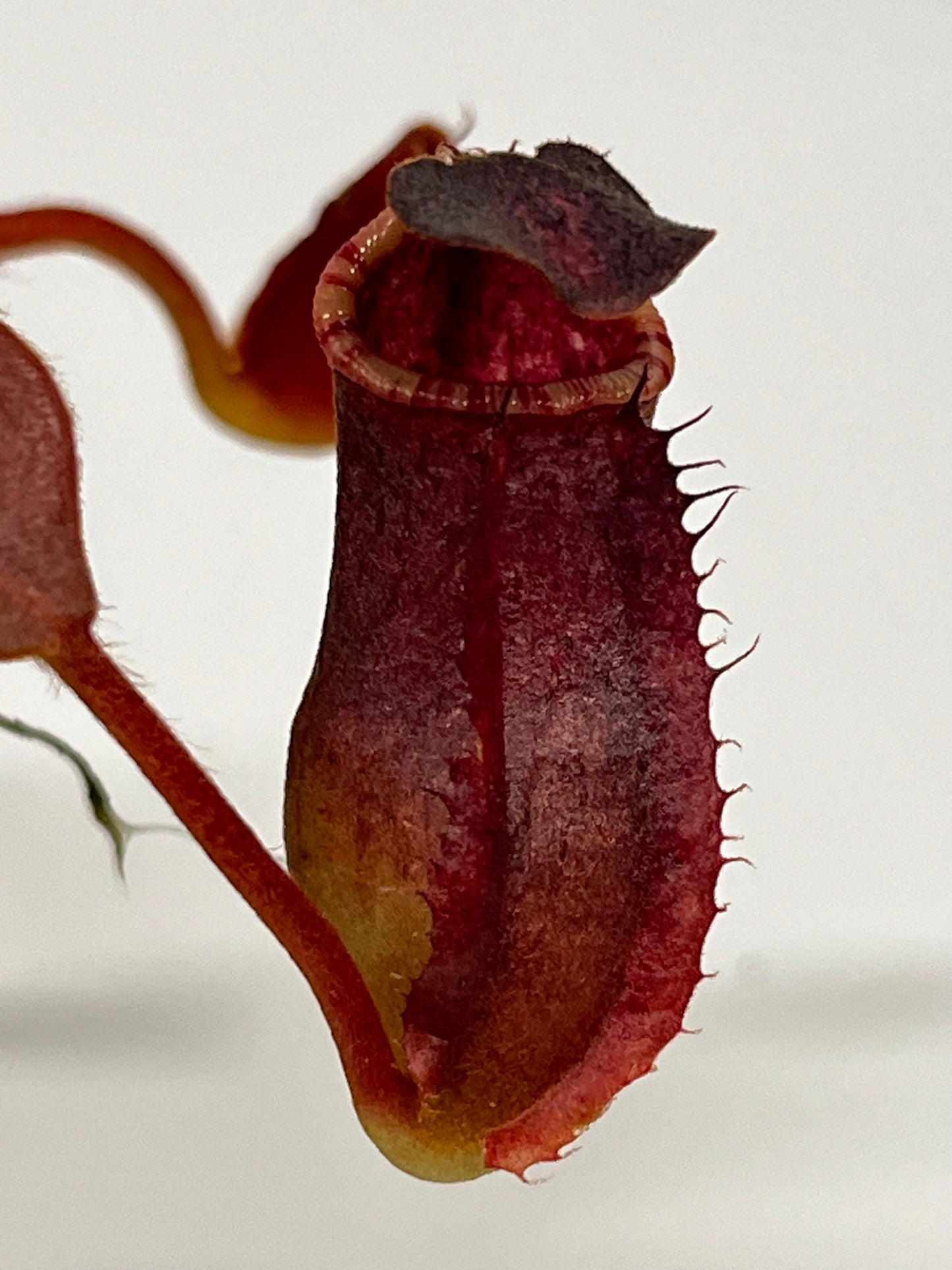 Nepenthes veitchii  'marud x candy' x (peltata x tenuis)