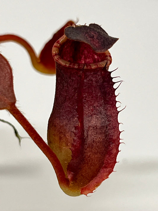 Nepenthes veitchii  'marud x candy' x (peltata x tenuis)