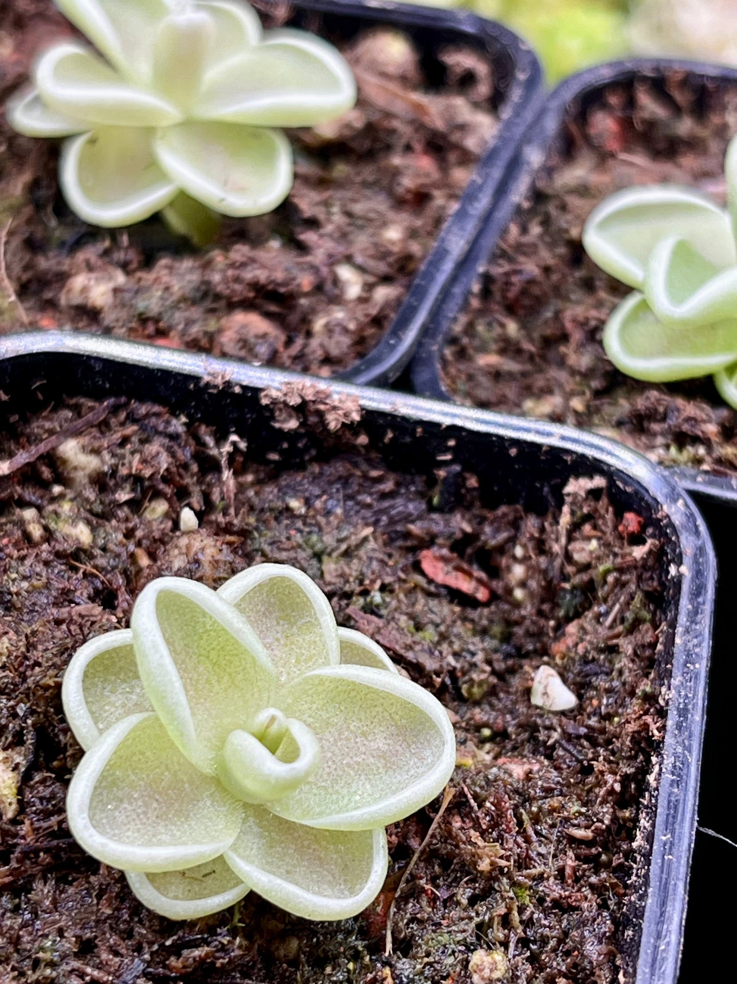Pinguicula ‘Yucca Do 1713’