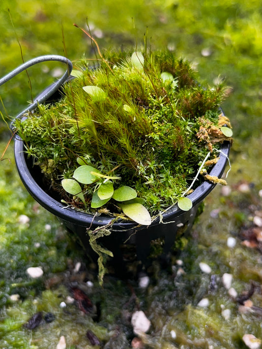 Utricularia jamesoniana
