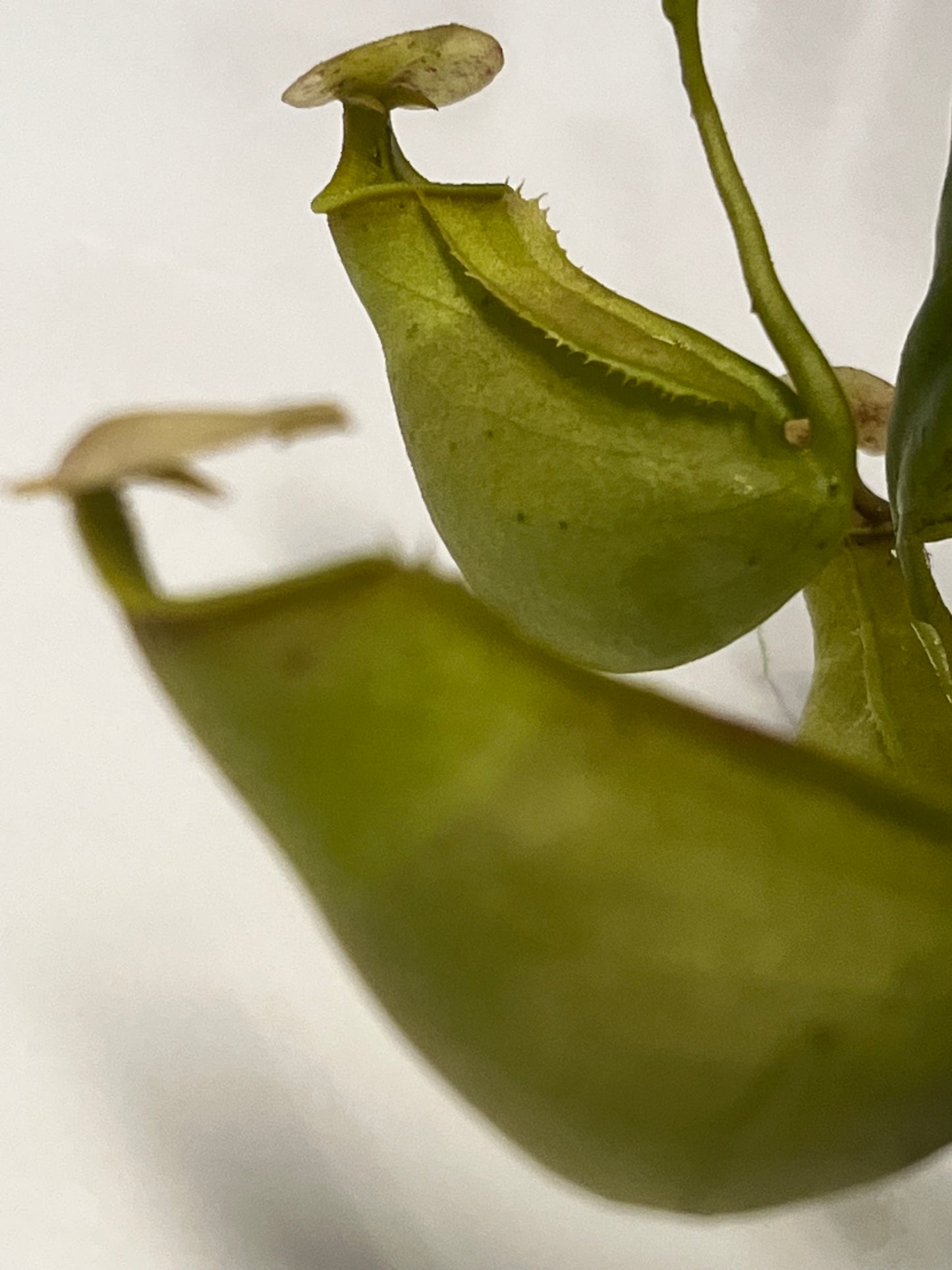 bicalcarata 'Green'