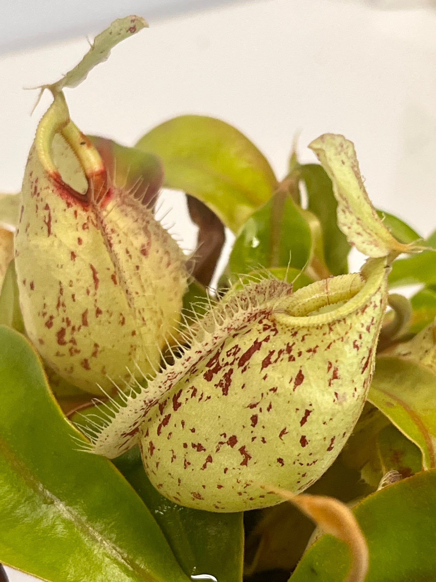 Nepenthes ampullaria 'Purple Stripe' x rafflesiana 'Thick Lip'