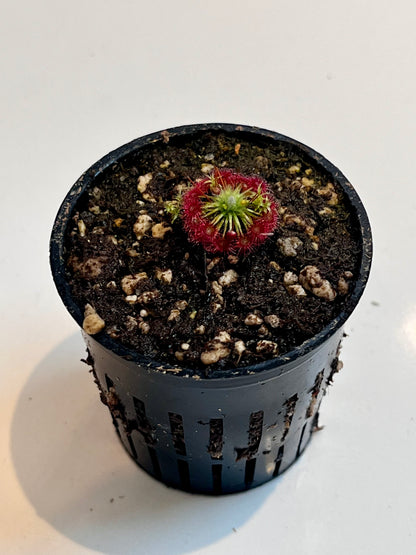 Drosera x carbarup