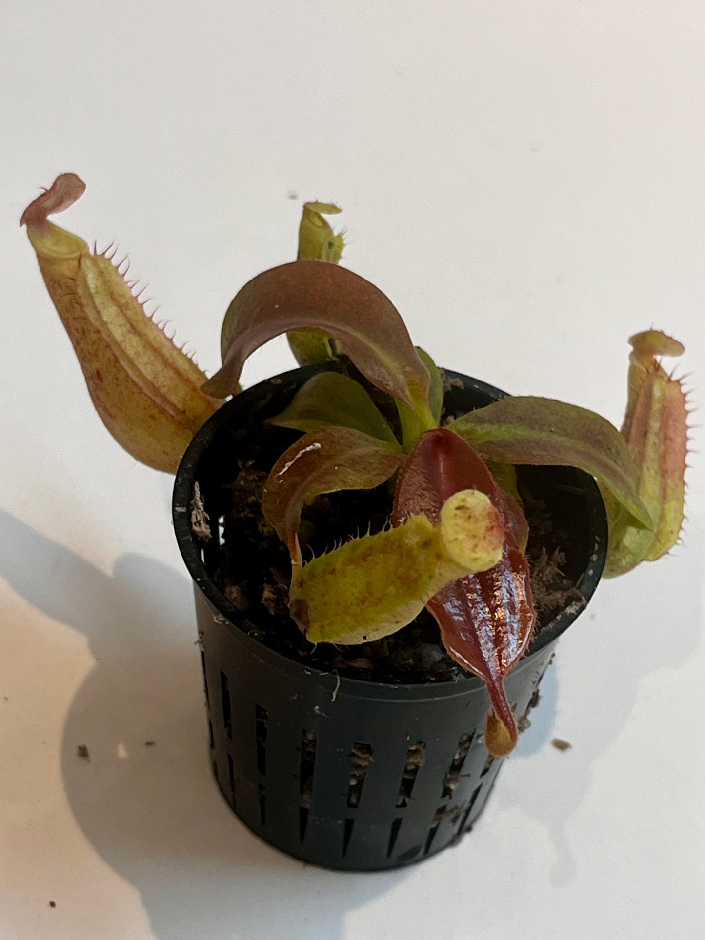Nepenthes boschiana x (rajah x peltata)