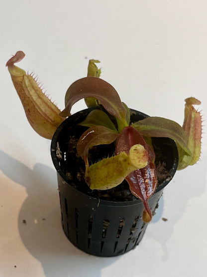 Nepenthes boschiana x (rajah x peltata)