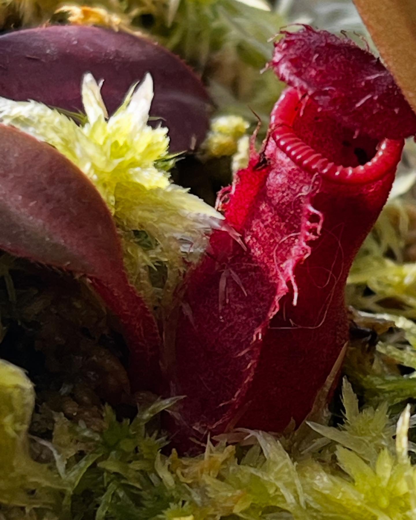 Nepenthes edwardsiana