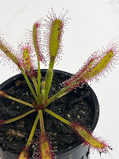 Drosera x ‘Hercules’