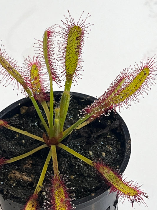 Drosera x ‘Hercules’