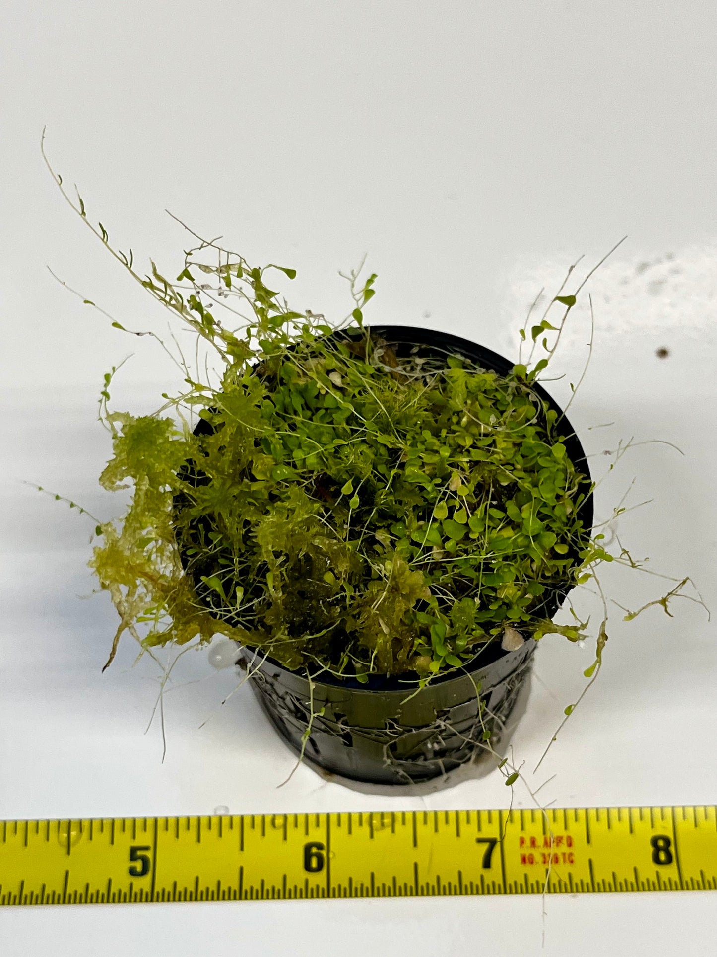 Utricularia sandersonii 'Evil Bunnies"