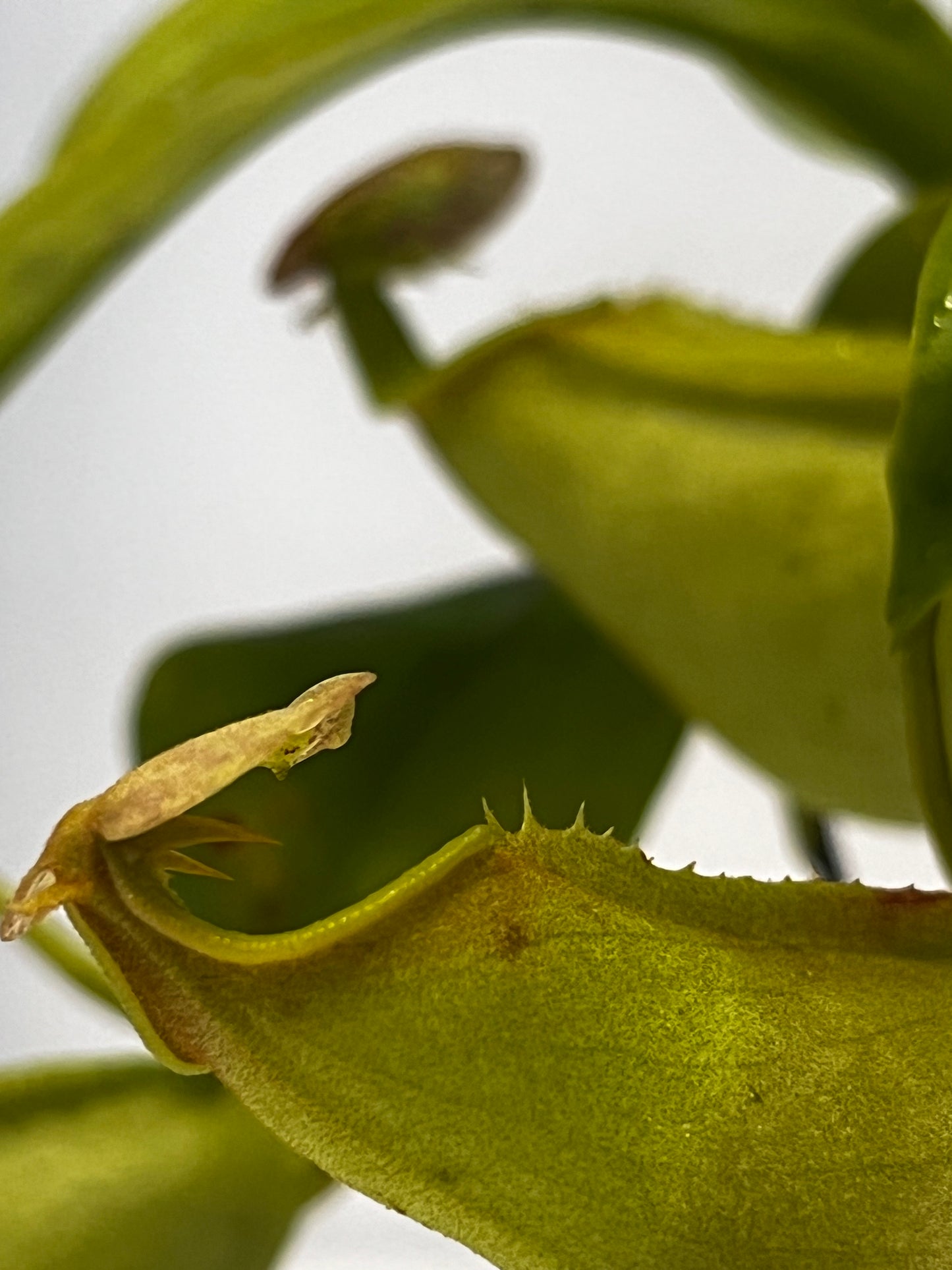 bicalcarata 'Green'