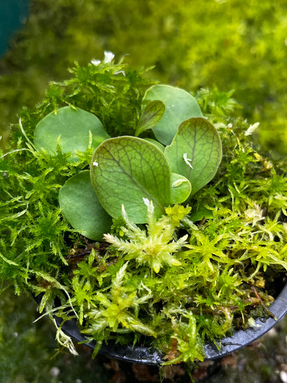 Utricularia calycifida ‘Yog-Sothoth’