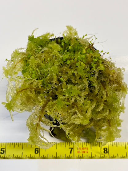 Utricularia sandersonii 'Evil Bunnies"