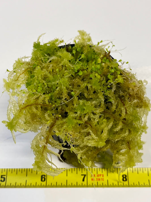 Utricularia sandersonii 'Evil Bunnies"