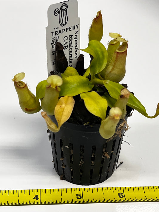 Nepenthes bicalcarata x ampullaria