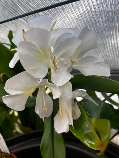 Hawaiian White Ginger