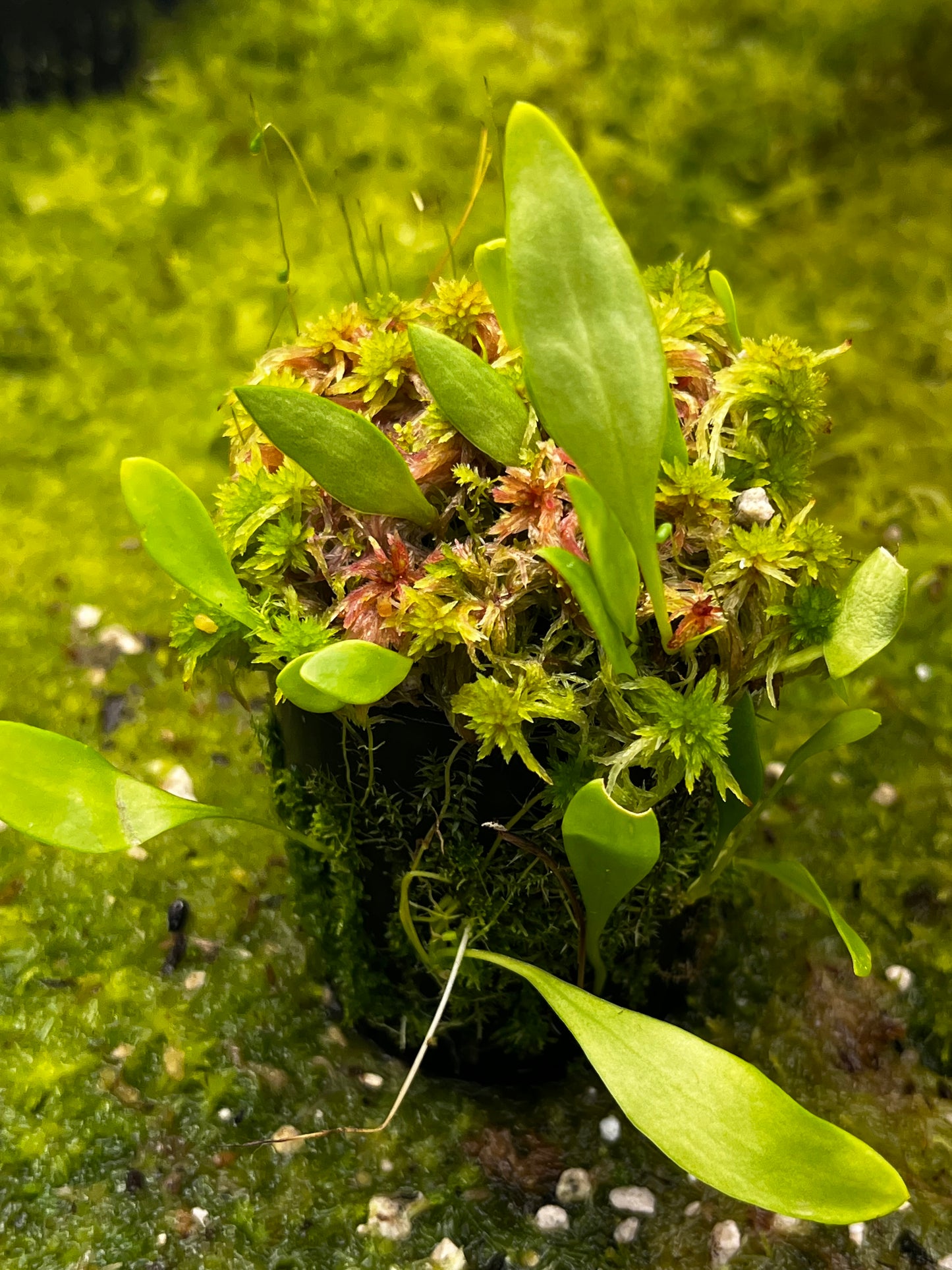 Utricularia alpina