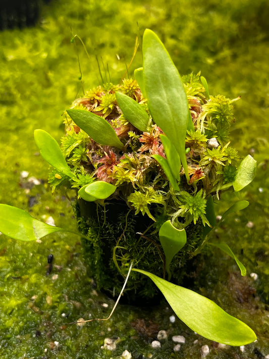 Utricularia alpina