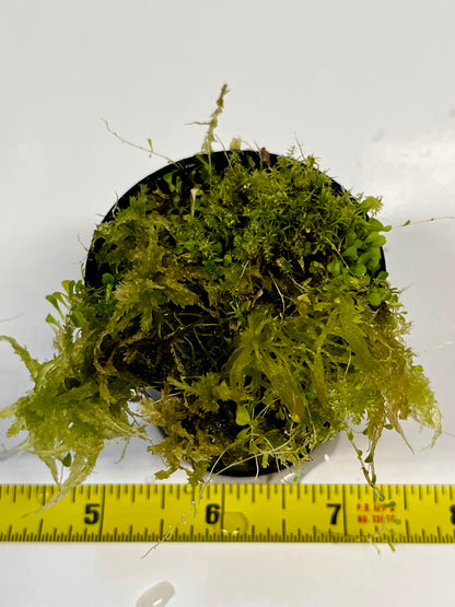 Utricularia sandersonii 'Evil Bunnies"
