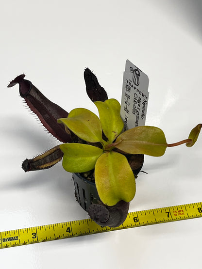 Nepenthes naga x gymnaphora