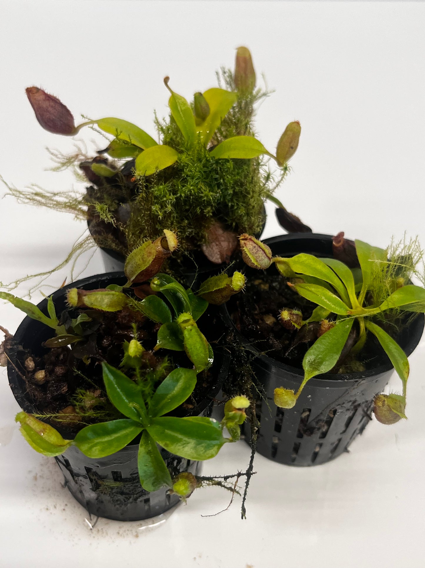 [(lowii x veitchii) x boschiana]  x (lowii x campanulata)