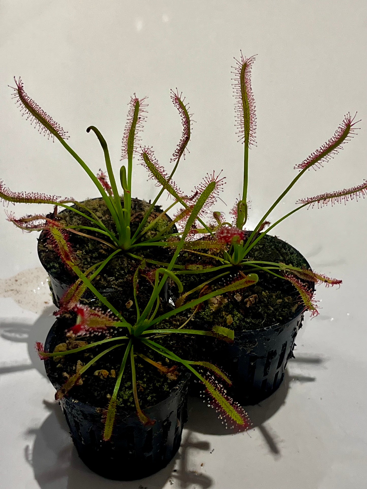 Drosera capensis ‘Bay Area Typical’