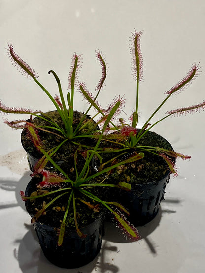 Drosera capensis ‘Bay Area Typical’