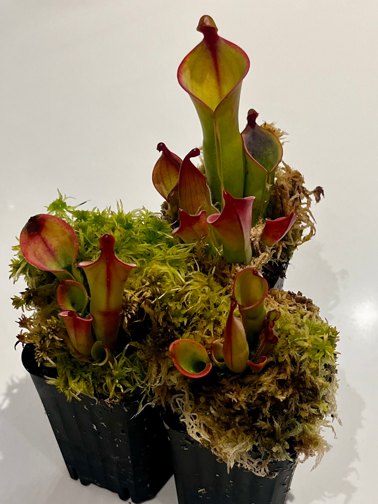 Heliamphora heterodoxa x minor ‘Vigorous’