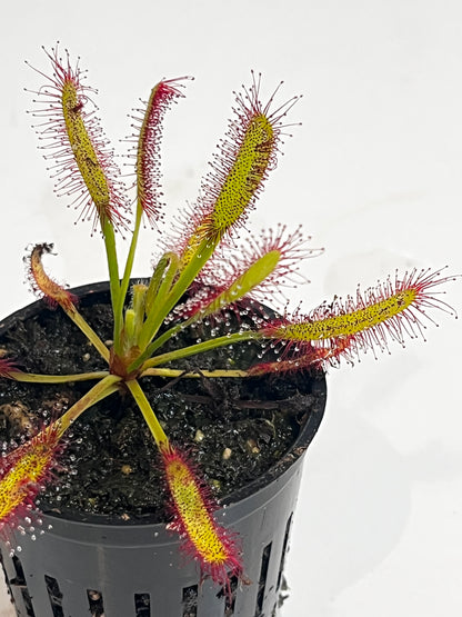 Drosera x ‘Hercules’